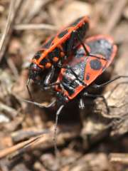 Pyrrhocoris apterus